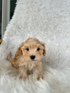 Nagano Male Toy Maltipoo