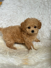 Load image into Gallery viewer, Jamie Male Toy Maltipoo
