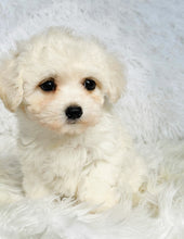 Load image into Gallery viewer, Snow Female Toy Maltipoo