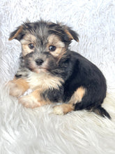 Load image into Gallery viewer, Bingo Male Toy Morkie