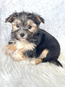 Bingo Male Toy Morkie