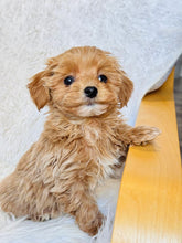 Load image into Gallery viewer, Evelyn Female Toy Maltipoo
