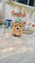 Load image into Gallery viewer, Boots Male Toy Maltipoo