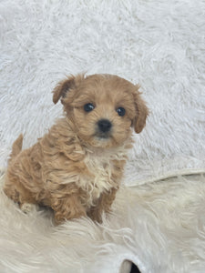 Tohoku Male Tiny Toy Maltipoo