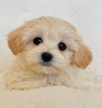 Load image into Gallery viewer, Zoe Female Toy Maltipoo