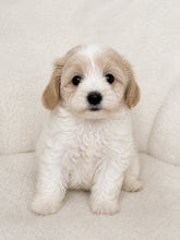 Load image into Gallery viewer, Yana Female Toy Maltipoo