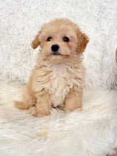 Charger l&#39;image dans la galerie, Miley Female Toy Maltipoo