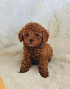 Charlie Male Mini Poodle