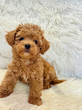 Load image into Gallery viewer, Maya Female Mini Poodle
