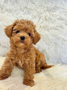 Maya Female Mini Poodle