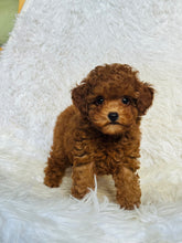 Load image into Gallery viewer, Kobe Male Toy Poodle