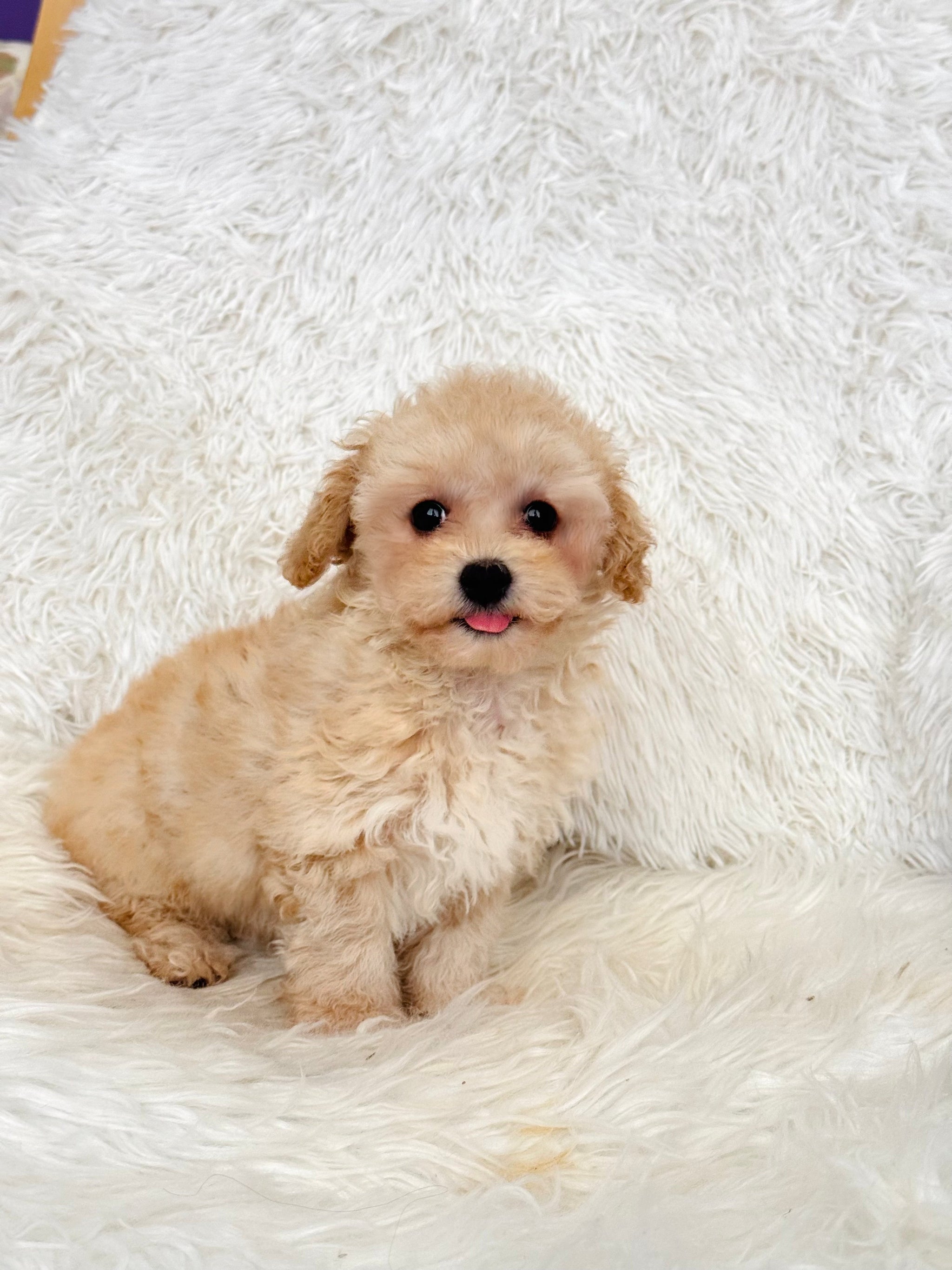 Apricot Cavachon Poo Puppies Puppocino Kennel Quality Teddy Bear