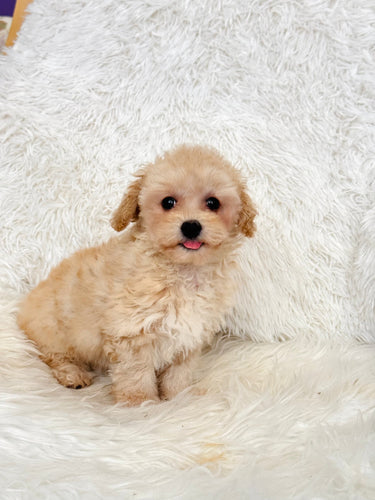 Miley Female Toy Maltipoo