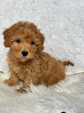 Load image into Gallery viewer, Tatsuya Male Toy/Mini Poodle