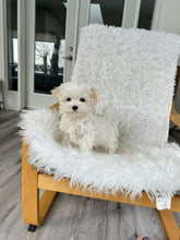 Load image into Gallery viewer, Keiko Female Toy Maltese