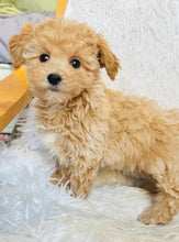 Load image into Gallery viewer, Blue Male Toy Maltipoo
