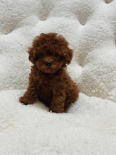 Load image into Gallery viewer, Lucy Female Tiny Toy Poodle