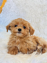 Load image into Gallery viewer, Evelyn Female Toy Maltipoo