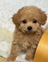 Load image into Gallery viewer, Jamie Male Toy Maltipoo