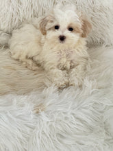 Load image into Gallery viewer, Lisa Female Toy Maltipoo