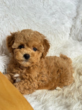 Load image into Gallery viewer, Chewie Male Toy Maltipoo