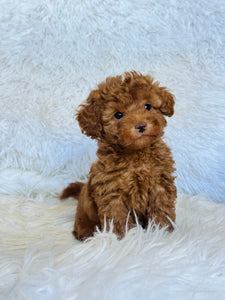 Max Male Mini Poodle