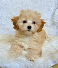 Load image into Gallery viewer, Autumn Female Toy Maltipoo