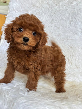 Load image into Gallery viewer, Theo Male Toy Poodle