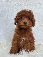 Load image into Gallery viewer, Appi Male Toy/Mini Poodle