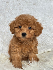 Ani Female Toy/Mini Poodle