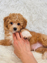 Load image into Gallery viewer, Biscuit Male Toy Maltipoo