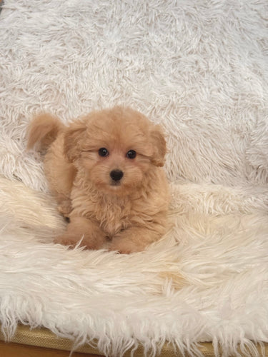 Maria Female Toy/Mini Maltipoo