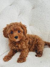 Load image into Gallery viewer, Winnie Female Toy/Mini Poodle