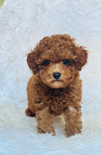 Load image into Gallery viewer, Rosie Female Toy Poodle
