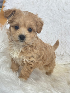 Tohoku Male Tiny Toy Maltipoo