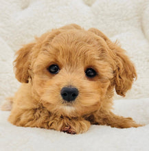 Charger l&#39;image dans la galerie, Roo Male Toy Maltipoo