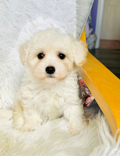 Snow Female Toy Maltipoo