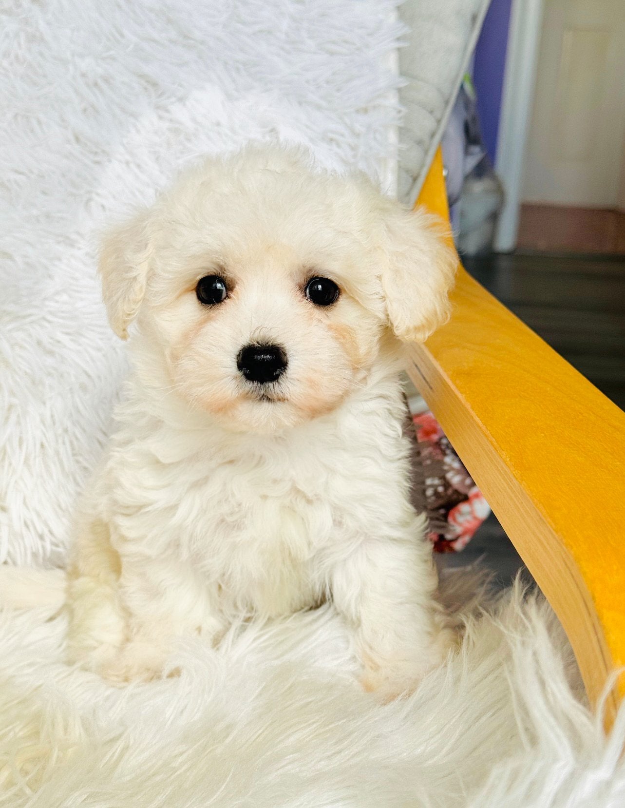 Snow Female Toy Maltipoo