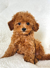 Charger l'image dans la galerie, Kyle Male Mini Poodle