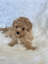 Load image into Gallery viewer, Pluto Male Toy Poodle