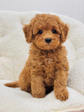 Load image into Gallery viewer, Neo Male Toy/Mini Poodle