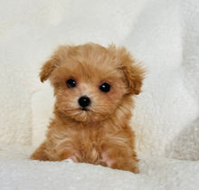 Cargar imagen en el visor de la galería, Isabella Female Teacup Maltipoo