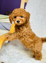 Load image into Gallery viewer, Jamie Male Toy Poodle
