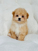 Load image into Gallery viewer, Peanut Male Toy Maltipoo