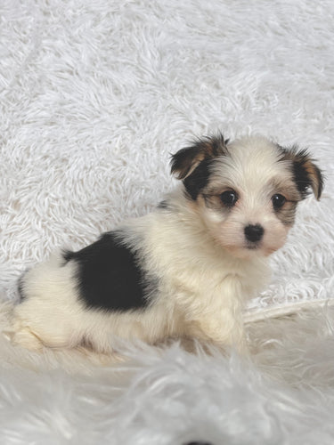 Boomer Male Toy Morkie