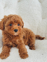 Load image into Gallery viewer, Winnie Female Toy/Mini Poodle