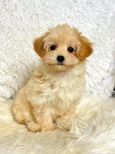 Load image into Gallery viewer, Waffles Female Toy Maltipoo