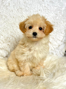 Waffles Female Toy Maltipoo