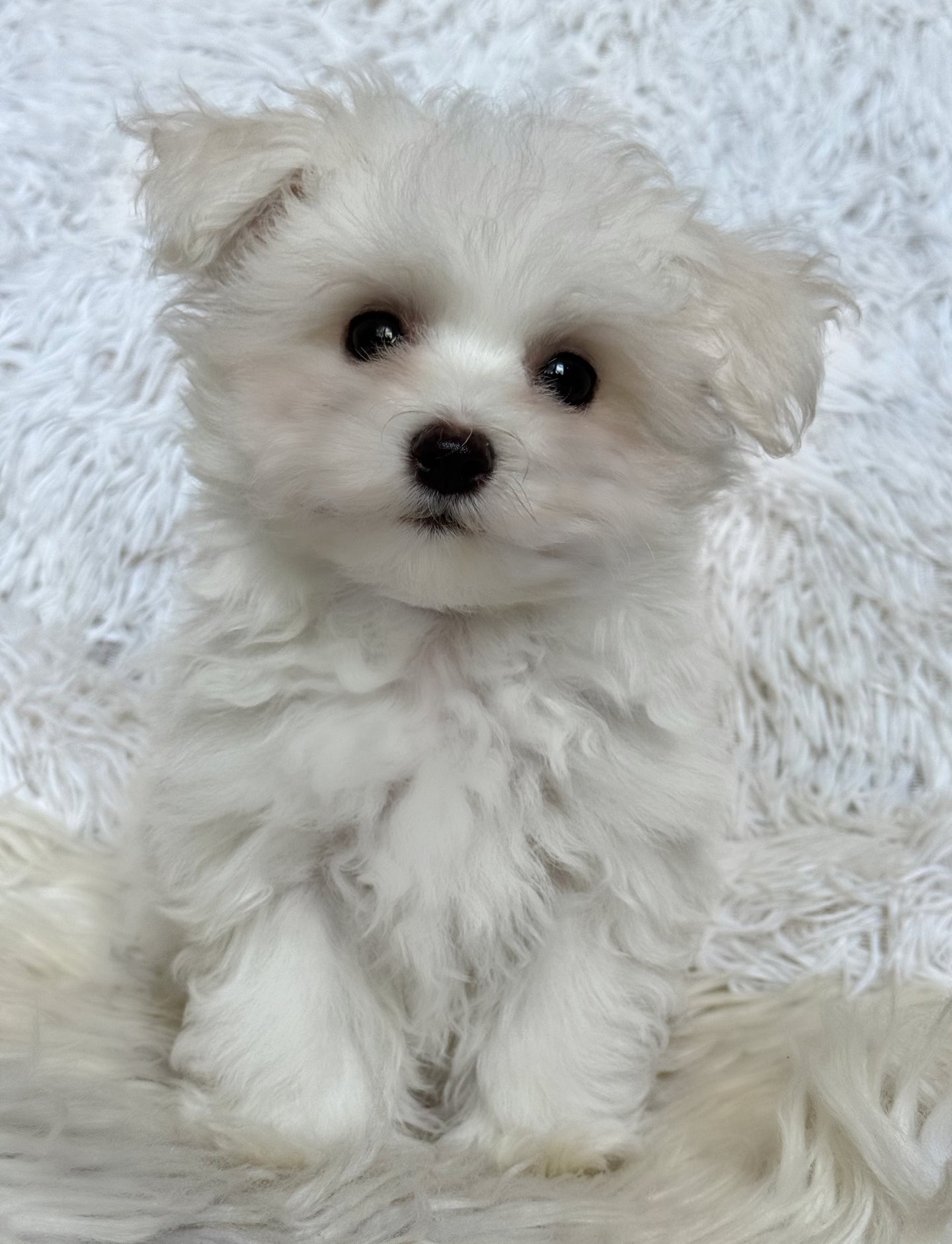 Frankie Male Tiny Toy Maltese