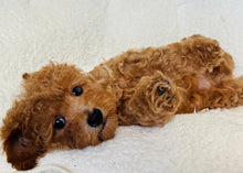 Charger l'image dans la galerie, Kyle Male Mini Poodle